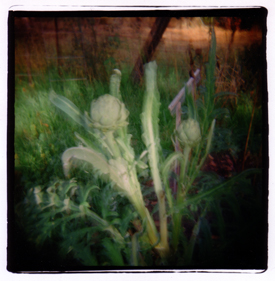 artichoke growing in a garden